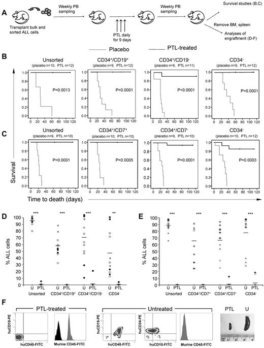 Figure 5. PTL improves the survival of NSG mice engrafted with ALL subpopulations. (A) NSG mice were transplanted with bulk and sorted subpopulations from B-ALL and T-ALL patients. Once engrafted, mice were treated for 9 days with PTL (40 mg/kg/d) and monitored thereafter. (B-C) Kaplan-Meier plots of the survival of mice engrafted with B-ALL (B, patients 6, 20, 22, 27, and 28) and T-ALL subpopulations (C, patients 30, 32, 34, and 35). The time indicated is time from commencement of treatment (day 0). The numbers in parentheses signify the numbers of mice used in each group. (D-E) PTL decreases leukemia cell burden in xenografts from B-ALL populations (D) and T-ALL populations (E). The percentage of leukemia cells in the BM of individual mice from each inoculated population is shown. Each symbol represents a specific patient. **P ≤ .01 and ***P ≤ .001 compared with untreated mice. (F) Flow cytometric analysis of BM from mice engrafted with CD34+/CD19− cells from patient 20. Results from an untreated and a treated mouse are shown. In histograms, gray peaks represent murine CD45 and black peaks are isotype controls. Spleens removed from the treated mouse (PTL, left) and untreated mouse (U, right).