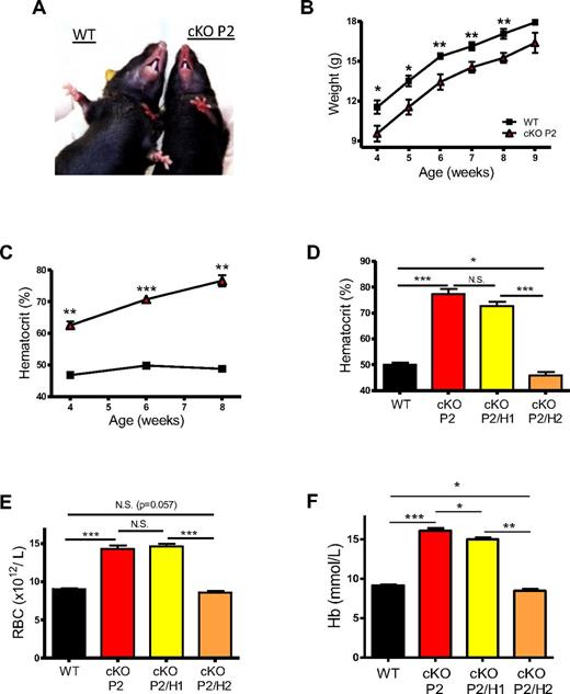 Figure 1. Conditional deficient PHD2 mice display severe HIF-2α–induced erythrocytosis. (A) Compared with WT mice, cKO P2 show profound redness of the snout and paws. (B) Body weight of WT and cKO P2 mice was measured on a weekly basis until adulthood. No significant difference was observed after week 8 (n = 5-11). (C) Percentage of red blood cell volume per blood volume (HCT-hct) from mice was measured every 2 weeks until adulthood, displaying highly significant differences from week 4 after birth (n = 5-10). (D) HCTs in cKO P2/H1 remained as high as in cKO P2 mice whereas cKO P2/H2 mice showed even slightly but significantly lower HCTs than WT (n = 6-15). (E-F) RBC count (n = 7-32) and hemoglobin (n = 6-22) concentration in freshly isolated blood samples demonstrate that HIF-2α but not HIF-1α induces erythrocytosis because of loss of PHD2. All data are mean ± SEM (*P < .05, **P < .01, ***P < .001).