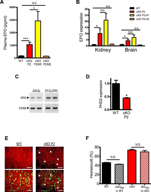 Figure 2. Loss of PHD2 in cKO P2 mice leads to induction of EPO in kidney and brain. (A) EPO concentration in plasma measured by ELISA in the plasma of WT, cKO P2, cKO P2/H1, and cKO P2/H2 mice (n = 6-22). cKO mice contain on average 6 times more EPO in the circulation than their WT littermates, whereas cKO P2/H1 mice have more than 17 times more EPO. No difference between WT and cKO P2/H2 was found. (B) mRNA levels in total extracts from kidney and brain (n = 5-15) is markedly induced compared with WT but not significantly different between cKO P2 and cKO P2/H1 mice because of the high variation between individual samples (n = 7-11). No difference between WT and cKO P2/H2 could be shown. (C) The renal-derived human cell line (REPC)26 was tested for the expression of EPO and CD68 grown under normoxic and hypoxic conditions via RT-PCR, showing the expected EPO induction and expression of CD68 under both conditions, suggesting a potential link between cre-expression, PHD2 inactivation and subsequent EPO expression in these cell types. (D) Astrocytes isolated from the cerebral cortex of 5 day old pups show a significantly reduced PHD2 content in cKO P2 versus WT mice (n = 3). (E) Typical IHC on brain sections for PHD2 (red) with or without NeuN (green) show a majority of PHD2-negative neurons in the brain of cKO P2 mice (depicted by arrow heads) but not in WT. (F) WT and cKO P2 mice were lethally irradiated and received cKO P2 or WT bone marrow (BM) respectively. HCTs were measured 4 months after transfer. BM from either genotype did not change HCTs in the recipient (n = 6-23). Scale bar in (E) represents 50 μm. All data are mean ± SEM (NS indicates not significant; *P < .05, ***P < .001).