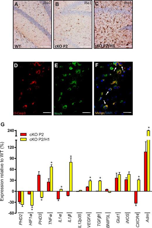 Figure 5. HIF1a serves as a protective factor to prevent brain damage. (A-C) IHC on brain sections from WT, cKO P2, and cKO P2/H1 for Iba1 (brown) showing more activated microglia cells in brain sections of a cKO P2/H1 mouse. (D-F) IHC on brain sections from a freshly deceased cKO P2/H1 mouse for (D) cleaved-caspase3 (cl-Casp3; red), (E) neurons (NeuN; green), and (F) a merged picture combined with DAPI (white arrows depict typical examples of cl-Casp3+ neurons). No obvious cl-Casp3 staining was detected in WT or cKO P2 brains (data not shown). (G) Expression profile (qRT-PCR) of different genes in the lysate of the entire brain of cKO P2 and cKO P2/H1 mice in relation to their respective WT littermates (n = 5-9). All data are mean ± SEM (*P < .05). Scale bars in panels A through C, 100 μm; panels D through F, 50 μm.