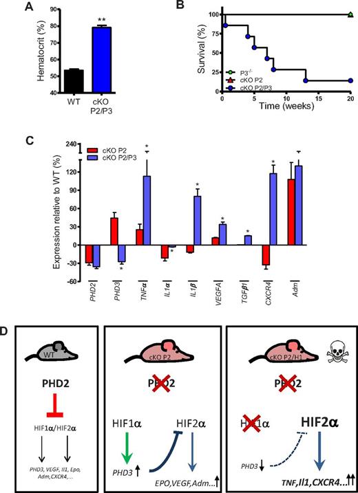 Figure 6. Mice deficient for PHD2 and PHD3 display erythrocytosis and die prematurely. (A) cKO P2/P3 mice show enhanced HCTs compared with their WT littermates (n = 5). (B) WT, PHD3−/− and cKO P2/P3 mice were followed for 20 weeks. cKO P2/P3 mice began to die shortly after birth (n = 7). (C) Expression profile (qRT-PCR) of different genes in the lysate of the entire brain of cKO P2 and cKO P2/P3 mice in relation to their respective WT littermates. *P < .05 is significantly different from cKO P2 samples (expression relative to their WT littermates; n = 5-7). (D) Schematic overview of the different genetic mouse models that were generated in this study showing nonlethal erythrocytotic cKO P2 mice that display a perfect balance between the protective HIF-1α activity and detrimental HIF-2α activity in the brain. In cKO P2/H1 mice, this balance is disturbed in favor of the HIF-2α activity leading to early lethality in the mice. All data are mean ± SEM (*P < .05, **P < .01).