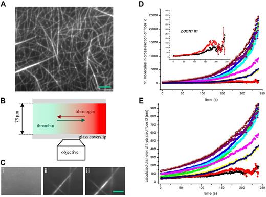 Figure 2. Fluorescent fibrin fibers observed and characterized in TIRFM. (A) Typical TIRFM image of fluorescently labeled fibrin fibers formed by mixing thrombin into recalcified plasma and then insertion into the flow chamber. There was no preferential orientation of the fibers because of flow in the chamber, but most fibers were curved because of shear forces. (B) TIRFM observation chamber (2 clean glass coverslips on top of each other, separated laterally by double-stick tape to create a 75-μm thick chamber) allowed real-time observation of fibrin polymerization in TIRFM by introducing thrombin solution at one side of the chamber (green region) and allowing its diffusion into the region with fluorescent fibrinogen molecules (red region). (C) TIRFM images of the kinetics of growth of fibrin clot 1 molecule at a time. Growth of fibers continued for tens of minutes in the observation region, arbitrarily chosen in the center of the chamber close to the interface of thrombin and plasma. Frame 1 shows fluorescent fibrinogen in the central area of the chamber before introducing thrombin, and frames 2 and 3 were taken at 4.30 and 21 minutes after thrombin insertion. The sample was kept in the dark between frames 2 and 3 to avoid bleaching and thus show real lateral growth. (D-E) Graphs of fiber growth as a function of time, plotted as either number of molecules in the cross section of fiber, c, or hydrated fiber diameter, D. The 1-second time-point is the first moment of observation of the network after contact of thrombin with fibrinogen. According to the single-molecule calibration, lateral growth of fibers went up to thousands of molecules across (D), but some fiber regions reached an early stationary state (inset). Calculated diameters of the hydrated fibers (E) showed growth of up to 950 nm in 250 seconds for the largest fibers, and are in the same range as fiber diameters measured in unbleached fluorescence images, but more accurate. Regions of fibers analyzed were between branch points or intersections of fibers and had lengths from 2 to 10 μm. Image sequences were recorded at 1 frame/s. Resolution in all TIRFM images was 80 nm/pixel. Images presented are raw data with no bleaching correction performed for the frames in (C). Scale bar is 3 μm in panel A and 2.5 μm in panel C.