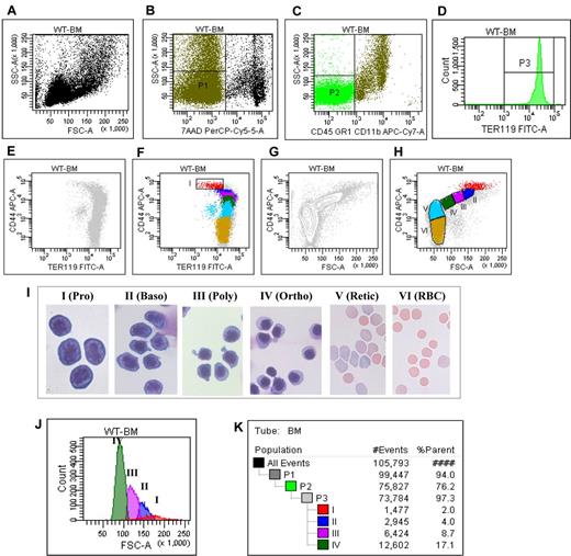 Figure 1. Flow cytometric analysis and isolation of erythroblasts of wild-type mice bone marrow cells. (A) Plot of FSC versus SSC of all the cells. (B) Plot of 7AAD versus SSC of all the cells. (C) Plot of CD45CD11bGR1 versus SSC of all the cells. (D) Histogram of TER119 of CD45−CD11b−GR1− cells. (E) Plot of CD44 versus TER119 of the TER119 positive cells without gating. (F) Plot of CD44 versus TER119 of the TER119 positive cells with the gating on CD44hiTERlow population I. (G) Plot of CD44 versus FSC of the TER119 positive cells, showing naturally occurring clusters. (H) Plot of CD44 versus FSC of the TER119 positive cells with gating the population II, III, IV, V and VI. (I) Representative cytospin images of the sorted populations. (J) Histogram of FSC of distinct stage of erythroblasts. (K) Proportion of distinct stage of erythroblasts in bone marrow.