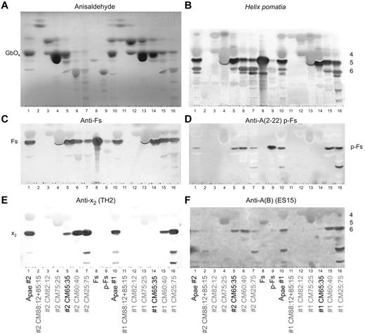 Figure 2. Thin layer chromatography staining of open column fractions. (A) Anisaldehyde semiquantitative chemical staining. (B) Helix pomatia lectin staining (with approximate sugar sizes indicated on the right of the plate). (C) MAb anti-Fs staining. (D) p-Fs crossreactive MAb anti-A 2-22 (clone AY209) staining. (E) Anti-x2 (clone TH2) staining. (F) p-Fs and Fs crossreactive MAb anti-A(B) (ES-15) staining. In all panels, total glycolipids are indicated as Apae#1, Apae#2, whereas open column fractions are identified by their elution solvent (with the fraction used for structural analysis indicated in black). Fs and p-Fs are purified reference glycolipids. Because of minor migration differences between assays, direct comparison of absolute band positions should be viewed with caution.
