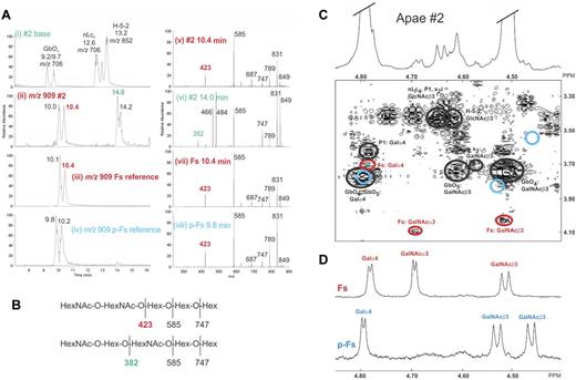 Figure 3. Structural analysis of Apae glycolipids. Structural signatures indicative for the identification of Fs are indicated in red font. (A) LC-ESI/MS and MS-MS analysis of the oligosaccharides derived from fraction CM65:35 of Apae#2 glycolipids (#2) and Fs and p-Fs references. (Ai) Base peak chromatogram from LC-ESI/MS, representing the main oligosaccharides in fraction CM65:35 of Apae#2. (Aii) Mass chromatogram of oligosaccharides with m/z 909 (indicative for Fs, p-Fs, and x2) in the same fraction as in panel Ai shows peaks at retention time 10.1 and10.4, corresponding to Fs. (Aiii) Reference Fs m/z 909 mass chromatogram, showing the diagnostic retention time at 10.1 and10.4. (Aiv) Reference p-Fs m/z 909 mass chromatogram with retention time 9.8 and 10.2. (Av) MS-MS spectrum of the ion at m/z 909; see (Aii) retention time 10.4 minutes. (Avi) MS-MS spectrum of m/z 909 (retention time 14.0 minutes) indicating a x2 oligosaccharide. (Avii) Reference Fs MS-MS spectrum of m/z 909 (retention time 10.4 minutes). (Aviii) Reference p-Fs MS-MS spectrum of m/z 909 (retention time 9.8 minutes). (B) Interpretation MS-MS fragmentation formulas. (C) Low-field part of the 600-MHz proton NMR spectrum shown on top of the DQF-COSY spectrum, corresponding to the H1/H2 connectivities of the signature resonances for the structures present in the Apae#2 CM65:35 fraction. The anomeric resonances from the 2 terminal residues of the dominating globoside structure (GbO4) have been truncated at a height corresponding to approximately 20% of the total amplitude. In the COSY spectrum, connectivities belonging to expected structures (nLc4, P1, H-5-2, GbO5) have been outlined by black ellipses. H1/H2 connectivities of the 3 terminal residues (GalNAcα3GalNAcβ3Galα4−) of Fs are indicated with red ellipses. Also shown by blue circles is the absence in this fraction of the 3 terminal residues of p-Fs (GalNAcβ3GalNAcβ3Galα4−). (D) Reference NMR spectra of Fs and p-Fs glycolipids isolated from chicken and human erythrocytes, respectively.