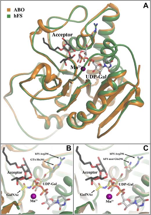 Figure 6. Superimposition of a model human Fs synthase threaded onto human ABO glycosyltransferase. This GTB (a GTB variant, PDB entry 2RJ7) contains UDP-Gal and an antigen acceptor derivative in the binding site. Furthermore, this enzyme structure has adopted a closed conformation where an internal loop (residue 180-200) and the C-terminus (residue 345-354) have folded over the active site. The threading and minimization was done using Moe and resulted in a model highly similar to the GTB structure. (A) The GTA structure (orange; PDB entry 1LZI) has been superimposed onto the human Fs synthase model (green), although this GTA structure has a disordered internal loop and C-terminus. UDP-Gal (gray) from the GTB mutant (PDB entry 2RJ7) was also superimposed onto the figure to highlight the probable location of the donor substrate. The catalytically important His301 in GTA/GTB is shown as sticks and potentially forms a hydrogen bond to the O6 position on the Gal of the UDP-Gal (yellow dashed line). In the human Fs synthase model the Arg296, which corresponds to and overlaps His301 in ABO transferase, is shown as sticks and has adopted a rotamer side chain conformation away from the Gal. In almost any other conformation, the Arg296 side chain would be clashing with either nearby residues in the enzyme itself or with the donor. The H-antigen acceptor from the GTB structure is shown as black sticks and the manganese ion as a purple sphere. (B) Close-up of the active site from panel A. A GalNAc molecule from the HIC-Up database (yellow) is superimposed onto the Gal without introducing any clashes to the molecule. Assuming the UDP-GalNAc binds in a similar way to the Fs synthase as UDP-Gal does to GTB, the acetamido group can be easily accommodated. One reason for this is that at the corresponding position of Met-266 in GTB (known to be important for UDP-Gal specificity by sterically preventing binding of UDP-GalNAc) there is a glycine in Fs synthase which leaves ample space for the acetamido group. Color scheme as described. (C) The threaded structure of the modeled human Fs synthase. Close-up of the active site showing the position of the Arg296 (green) versus the Gln296 mutant (light-brown) as it was modeled in Moe with the residue replacement introduced. It is evident that residue Gln296 in the mutant is more probable to form a hydrogen bond with O6 of the Gal which could explain why the enzyme goes from inactive to active when the mutant is introduced.