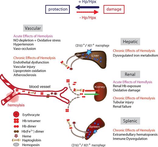 Figure 1. Schematic summary of the Hb clearance compartments and the main acute and chronic pathologies that can be associated with intravascular hemolysis. The availability of the Hb and hemin scavenger proteins Hp and Hpx shifts the physiologic balance from tissue damage toward protection.
