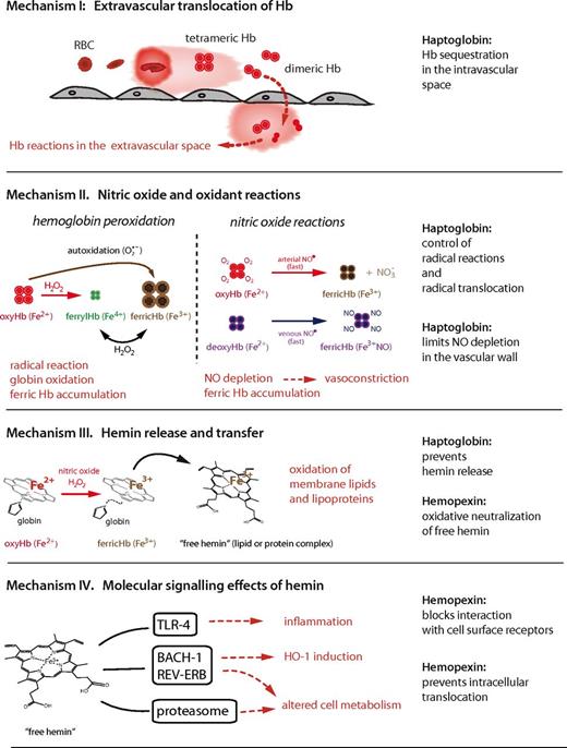 Figure 2. Schematic summary of the principal mechanisms of Hb toxicity and protection by the plasma scavenger proteins Hp and Hpx.