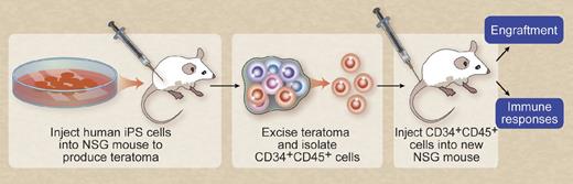 Schematic of studies by Amabile et al to demonstrate development of transplantable hematopoietic cells from human pluripotent stem cells. These studies first produce teratomas from human iPSCs injected into immunodeficient NSG mice. Human CD34+ and CD45+ cells can be isolated from these tumors. These hematopoietic cells are then transplanted into new NSG mice where they demonstrate effective engraftment and functional human immune responses. Figure adapted from the article by Amabile et al that begins on page 1255. Professional illustration by Debra T. Dartez.