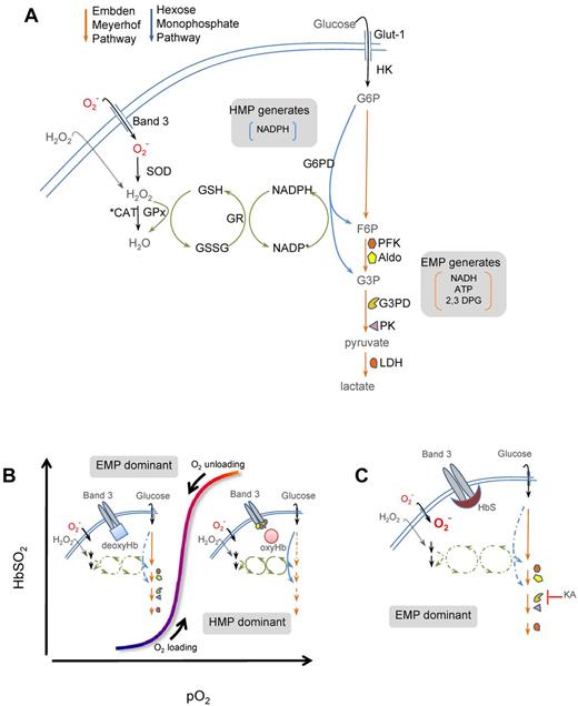 Figure 7. Simplified scheme of cdB3-based control of glucose metabolism in RBCs. (A) Energy metabolism in RBCs proceeds through either the EMP pathway (orange arrows) or the HMP pathway (blue arrows; also known as the pentose shunt). Both share G6P as initial the substrate. The HMP is the sole source of NADPH in RBCs and generates fructose-6-phosphate (F6P) or glyceraldehyde-3-phosphate (G3P), which rejoin the EMP before glyceraldehyde-3-phosphate dehydrogenase (G3PD/GAPDH), a key regulatory point. The EMP generates NADH (used by met-Hb reductase) and ATP (to drive ion pumps) and 2,3-DPG (to modulate Hb p50). Hydrogen peroxide (H2O2) and O2− are the principal endogenous reactive oxygen species (ROS) encountered by RBCs. Both ROS may be generated internally (not shown); however, only H2O2 can cross the membrane directly. O2− enters RBCs through Band 3 (anion exchange protein 1 or AE-1). H2O2 and O2− are ultimately reduced to water by catalase or GSH peroxidase (GPx). (B) O2 content modulates EMP and HMP balance via reciprocal binding for cdB3 between deoxy-Hb and key EMP enzymes (PFK, Aldo, GAPDH, PK, and LDH).16,17 In oxygenated RBCs (right half of stylized oxygen dissociation plot), sequestration to cdB3 inactivates these EMP enzymes, resulting in HMP dominance and maximal NADPH (and thus GSH) recycling capacity. In deoxygenated RBCs (left half of oxygen dissociation plot), deoxy-Hb binding to cdB3 disperses these EMP enzymes, creating G6P substrate competition and thereby constraining HMP flux, limiting NADPH and GSH recycling capacity, and weakening resilience to ROS such as O2−. (C) In SSRBCs, SSHb binds abnormally avidly to the RBC membrane at cdB3.6,7 We hypothesized that this biases normal EMP/HMP cycling (disfavoring HMP), rendering SSRBCs vulnerable to oxidant attack. In support of this, we found that by blocking the EMP with KA (at the point normally inhibited by cdB3-GAPDH binding) restored resilience to oxidative loads, presumably by lifting the G6PD substrate constraint.
