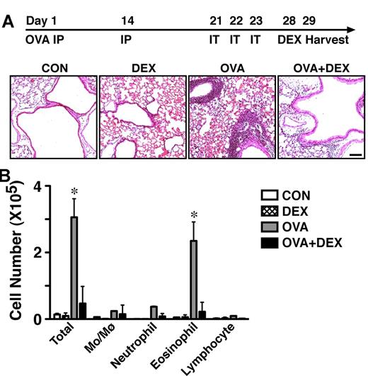 Figure 2. OVA experimental asthma model. (A) Two IP sensitizing doses of OVA and 3 IT challenges were given on indicated days. Hematoxylin and eosin staining of lung sections indicates the infiltration of leukocytes and airway thickening of OVA-treated animals. DEX (5 mg/kg, intraperitoneally, 24 hours) reduced the number of leukocytes in lungs (n = 6). Scale bar, 1 mm. (B) Differential cell counts (averages ± SD) of the bronchoalveolar lavage indicated that OVA-treatment elevated the eosinophil number, a process that was blocked by DEX (n = 6; *significantly greater than CON, P < .01; 1-way ANOVA followed by Tukey posthoc test).