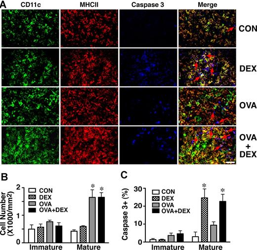 Figure 3. Mature DCs in murine lymph nodes are more susceptible to glucocorticoid killing than immature DCs during experimental asthma. (A) Triple immunostaining of CD11c (green), MHC II (red), and caspase 3 (blue) was performed on mediastinal lymph node sections as described in “Methods” and in Figure 1. Merged images contain staining for all 3 antigens and show that the majority of the caspase 3+ cells (red arrows) are mature DCs. Scale bar, 20 μm. (B) OVA treatment increased the number of DCs (± SD) in mediastinal lymph nodes. Approximately 150 (CON and DEX groups) to 900 (OVA and OVA+DEX) cells per animal (n = 6 per group) were counted across 3 to 12 sections. (C) DEX induced caspase 3 activation more efficiently in mature DCs than in immature DCs (*significantly greater than CON, P < .01; 1-way ANOVA followed by Tukey posthoc test).