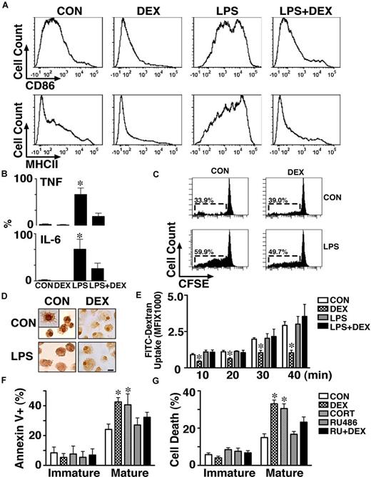 Figure 4. Distinct glucocorticoid responsiveness of BMDCs. (A) Flow cytometric assessment of expression levels of CD86 and MHC II on BMDCs from control (CON), DEX (10nM, 24 hours), LPS (1 ng/mL, 24 hours), and LPS+DEX treated cultures shows that LPS induced both CD86 and MHC II, which was blocked by DEX. Experiments were repeated at least 4 times. (B) LPS (1 ng/mL, 24 hours) significantly induced TNF-α and IL-6 production by BMDCs. DEX (10nM, 24 hours) efficiently blocked the LPS-induced cytokine production. Averages (± SD) from 4 experiments are shown (*significantly greater than other treatment groups, P < .05; 1-way ANOVA followed by Tukey posthoc test). (C) T cell proliferation (CFSE) in CD4+ T cells and LPS-activated BMDC coculture was repressed when BMDCs were pretreated with DEX (10nM, 24 hours). Experiments were repeated at least 4 times. (D) Immunocytochemistry analysis revealed the expression of GR in BMDCs in vehicle, DEX (10nM, 24 hours), LPS (1 ng/mL, 24 hours), or LPS+DEX treated cells. The inset shows the detailed DCs morphology. Scale bar, 10 μm. (E) FITC-dextran uptake activity was blocked by DEX in immature DCs. BMDCs were pretreated with vehicle or DEX (10nM) for 24 hours. Averages (± SD) of 4 experiments are shown (*significantly less than other treatment groups, P < .05; 1-way ANOVA followed by Tukey posthoc test). (F-G) Mature BMDCs were more sensitive to glucocorticoid killing than immature DCs. Immature and mature BMDCs were cultured and purified on a Moflo cell sorter as described in “Methods.” Sorted cells were treated with vehicle, DEX (100nM) ± RU486 (100nM) for 24 hours. Both annexinV+ (F) and dead cell (DAPI+; G) staining indicated that mature BMDCs were more sensitive to glucocorticoid killing. Averages (± SD) of 5 experiments are shown (*significantly greater than other treatment groups (annexin staining) or significantly greater than CON and RU (DAPI staining), P < .01; 1-way ANOVA followed by Tukey posthoc test).
