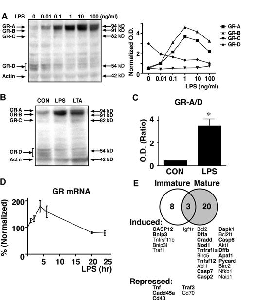 Figure 5. Distinct GR translational isoform profiles in immature and mature DCs. (A) A representative Western blot analysis shows that GR translational isoforms switched from predominantly the GR-D isoforms to GR-A and B isoforms in an LPS dose-dependent manner. Experiments were repeated at least 3 times. (B) A representative Western blot analysis shows the induction of the GR-D to GR-A isoform switch by LPS (1 ng/mL, 24 hours) and LTA (4 μg/mL, 24 hours). (C) The ratio (± SD, n = 3) of the proapoptotic GR isoforms (GR-A, B, and C isoforms) over the nonapoptotic GR-D isoforms (GR-A/GR-D) was increased significantly by LPS (1 ng/mL, 24 hours; 2-tailed t test, *P < .01). (D) Levels of GR mRNA were not significantly regulated by LPS (1 ng/mL, n = 3). Real-time RT PCR determination of mRNA levels is described in “Methods.” (E) BMDC maturational stage-specific gene regulation by DEX. BMDCs were treated with vehicle or LPS (1 ng/mL, 48 hours) before exposure to DEX (100nM, 6 hours, a time point where there was minimal cell death). The numbers of genes regulated by DEX that were revealed by the murine apoptosis PCR array analyses are indicated in the Venn diagram. Genes are listed in descending order of average fold regulation (n = 3) and proapoptotic genes are in bold.