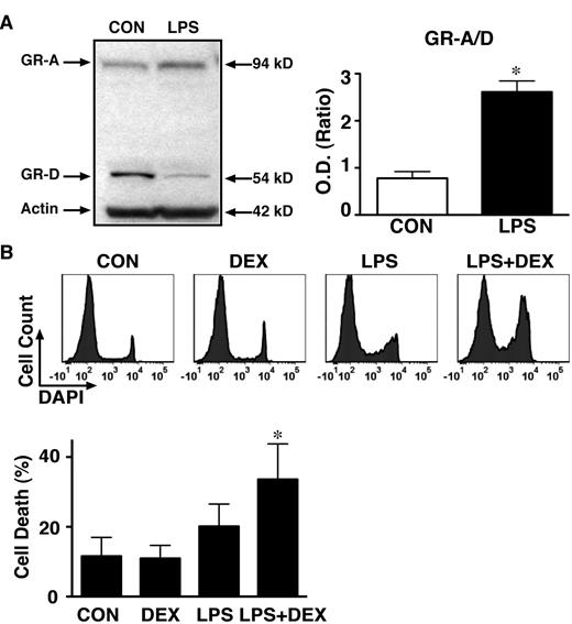 Figure 7. Distinct GR isoforms in human DCs. Human monocyte–derived DCs were cultured as described in “Methods.” (A) A representative Western blot analysis shows that the GR isoform switched from the GR-D (predominantly GR-D1) to the GR-A isoform after LPS (1 ng/mL, 24 hours) treatment. The ratio (± SD, n = 3) of the proapoptotic GR-A isoform over the nonapoptotic GR-D isoforms (GR-A/D) increased significantly by LPS (1 ng/mL, 24 hours; 2-tailed t test, *P < .01). (B) Representative histograms show the distinct sensitivity of control (CON) and LPS-treated cells to DEX (100nM, 48 hours). Cell death was indicated by the amount of DAPI staining. The average results (± SD, n = 4) are also shown (*significantly greater than other treatment groups, P < .05; 1-way ANOVA followed by Tukey posthoc test).