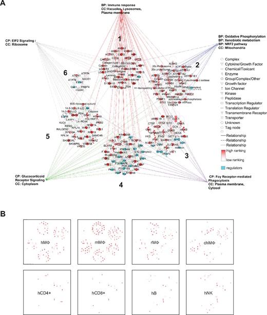 Figure 2. A consistent macrophage signature characterizes macrophages of different species and highlights conserved functions. (A) The set of 87 consistently detected genes identifiable in human and mouse macrophages at the mRNA and protein levels form 6 functionally and expression-related networks (numbered 1-6) according to the Ingenuity Knowledge Base. Expression ranking is pseudocolored in red; regulators are shown in turquoise. BP indicates biologic process; CC, cellular component; and CP, canonical pathway. Many of the genes are immune response-related, such as CD36, S100A10, S100A11, LGALS1, and LGALS3. The lysosomal cathepsins and cystatins, LAMP1, HEXA, and other catabolic enzymes are also included in this category. Furthermore, the categories oxidative phosphorylation (connected to energy pathways) and xenobiotic metabolism are overrepresented. These genes form part of the NRF2 gene targets important for redox balance. Further overrepresented categories include glucocorticoid signaling, phagocytosis, and EIF pathways; all pathways are listed in supplemental Table 1. (B) The consistent macrophage signature as a whole can be used to distinguish macrophages from other cell types. Overlap of the 500 most highly expressed genes in unrelated human GM-CSF macrophage samples (hMΦ), mouse macrophage samples (mMΦ), and even rat and chicken macrophage samples (rMΦ and chMΦ) shows a clear overrepresentation of the signature. In contrast, the consistent signature is scarcely represented when overlaid with the 500 most highly expressed genes in human, CD4 and CD8 T cells (hCD4+ and hCD8+), B cells (hB), or NK cells (hNK).