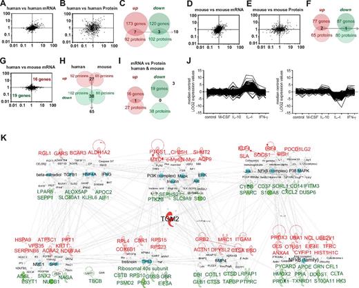 Figure 4. Identification of conserved M2 alternative activation markers in human and mouse. Fold regulation of M2 versus M0 macrophages plotted for each dataset. (A) Pairwise comparisons of human samples follow an inclined ellipse contour, with many genes up- or down-regulated by IL-4 in common. (B) Comparison of proteomics data shows a more spread distribution. (C) Genes up-regulated or down-regulated by IL-4 in all human samples and coincidences between microarray and proteomics. (D-E) Pairwise comparisons of mouse samples. The plots for gene (D) and protein (E) expression analysis follow similar patterns as human samples. (F) Microarrays and proteomics of mouse samples. Genes consistently up-regulated or down-regulated by IL-4 and coincidences between microarray and proteomics are shown. (G) Scatter plots of comparisons of human and mouse microarray profiles show star-like rather than inclined ellipse-like contours. The coincidences of genes regulated in macrophages from both species consisted of 35 genes. (H) With proteomics, the coincidences amounted to 65 proteins. (I) Comparing the regulation of transcripts and proteins, only one gene was consistently induced by IL-4: TGM2. (J) K means clustering of genes modulated by IL-4 in human macrophages in macrophages stimulated with M-CSF, IL-10, and IFN-γ. (K) Alternative activation profile conserved in the human and the mouse organized into 3 and 4 gene and protein expression networks (top and bottom, respectively). At the center of the networks is the highly connected TGM2. The networks comprise key gene-expression regulators and signaling mediators. Expression ranking is pseudocolored in red for up-regulated and green for down-regulated genes and is influenced by key regulators of macrophage activation (selected in turquoise; the rest are in white). Label color: red indicates; green, down-regulated; and black, regulator. Label size is for highlighting purposes.