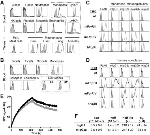 Figure 1. hFcγRI conserves its properties as a high-affinity IgG receptor in transgenic mice. (A-B) Representative histogram plots of hFcγRI expression on indicated cell populations from blood or tissues of hFcγRItg 5KO mice (A) or blood of normal human donors (B). Two representative histogram plots from 2 different donors (#1 and #2) are represented for hFcγRI expression on neutrophils. (C) Histograms showing the expression of the respective FcγRs (FLAG) or the binding of indicated mouse monomeric IgG to FLAG-tagged FcγR+ CHO transfectants. Solid gray histograms represent the binding of secondary antibodies alone. (D) Histograms show the expression of the respective FcγRs (FLAG) or the binding of indicated IgG ICs (black line) or Ag alone (solid gray histograms) to FcγR+ CHO transfectants, as revealed by neutravidin staining. Note: the use of different secondary reagents to detect monomeric IgG (C) or IC (D) binding prevents comparing fluorescence intensities between histograms in panels C and D. (E-F) Real-time SPR sensorgrams and affinity constants were determined from SPR analysis. (E) Data correspond to the injection of 125nM hIgG1 (black) or mIgG2a (gray) onto immobilized hFcγRI. (F) Kinetic parameters determined from experiments presented in panel E and in supplemental Figure 1B. Data are representative of at least 2 independent experiments.