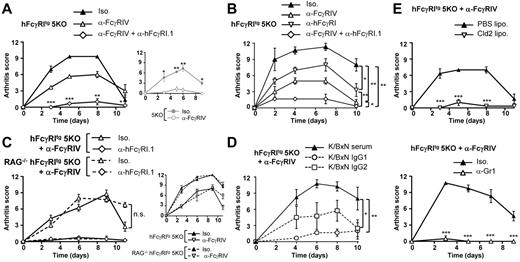 Figure 2. hFcγRI can trigger inflammatory arthritis in transgenic mice. (A-C) K/BxN PA in indicated mice injected with indicated mAbs (A-B, n = 3; C, n = 4). (D) Arthritis induced in anti-FcγRIV–treated hFcγRItg 5KO mice by K/BxN serum (n = 4) or 80 μg of purified K/BxN IgG1 (n = 3) or of purified K/BxN IgG2 (n = 4). (E) K/BxN PA in anti-FcγRIV–treated hFcγRItg 5KO mice injected with indicated liposomes (n = 3) or mAbs (n = 4). Data are representative of at least 2 independent experiments and are represented as means ± SEM. Statistical differences between curves (B-D) or for each time point (A,E) are indicated (for panel A, between the anti-FcγRIV– and the anti-FcγRIV + anti-hFcγRI.1–treated groups).