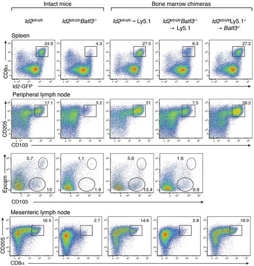 Figure 1. Development of CD8α+ and CD103+ DCs in the presence of Batf3+/+ or Batf3−/− stromal cells. Analyses of purified CD11c+ DCs from intact Id2gfp/gfp, Id2gfp/gfpBatf3−/− mouse strains and bone marrow chimeric Id2gfp/gfp (Ly5.2+)→Ly5.1+ or Id2gfp/gfpBatf3−/− (Ly5.2+)→Ly5.1+ recipient mice 8 weeks after reconstitution. DCs were purified from spleens, peripheral LNs, and mesenteric LNs stained for various surface molecules and analyzed by flow cytometry. Numbers indicate the percentage of cells in each DC subset gated on live (PI−) donor (Ly5.1− or Ly5.2− cells) CD11c+CD45RA− conventional DCs. Data are representative of at least 3 separate experiments with similar results (n = 6-9 mice per group).