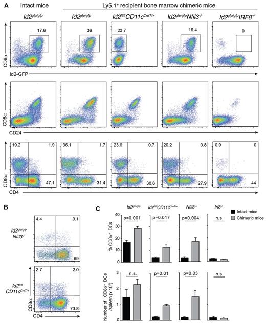 Figure 5. Early CD8α+ DC expansion after transplantation depends on Irf8 and Nfil3 but not Id2. (A) Analysis of CD11c+CD45RA− DCs from spleens of bone marrow chimeric mice in which Id2gfp/gfp, Id2fl/flCD11cCreT/+, Id2gfp/gfpNfil3−/−, or Id2gfp/gfpIrf8−/−-deficient bone marrow was transplanted into lethally irradiated recipients (Ly5.1+) 15 to 20 days earlier. Cells were stained for various surface molecules and analyzed by flow cytometry. Data are representative of 2 to 3 separate experiments with 2 to 4 mice in each experiment with similar results (n = 6-8 mice per group). (B) Analysis of CD8α expression on DCs in the absence of Nfil3 or Id2. DCs were isolated from spleens of intact Id2gfpNfil3−/− or Id2CD11cCreT/+ mice. Data are representative of 2 experiments with similar results (n = 5 mice per genotype). (C) Proportion (top panel) and total number (bottom panel) of splenic CD8α+ DCs recovered from spleens of intact WT and KO mice or bone marrow chimeric (KO→Ly5.1) mice 3 weeks after transplantation. Data are pooled from 2 experiments with 5 mice per genotype; NS indicates not statistically significant.