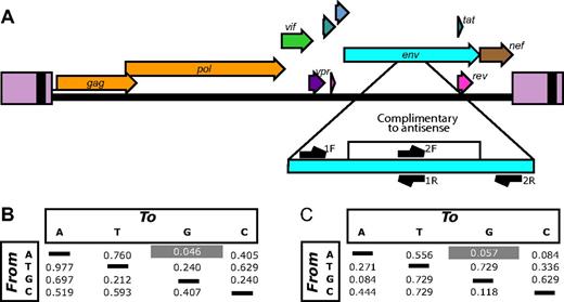 Figure 4. Viral evolution associated with VRX496 antisense. (A) The HIV genome showing the antisense-targeted region and the positions of amplicons used for deep-sequencing analysis. Note that each of the 2 amplicons query both antisense-targeted bases and adjacent nontarget bases. (B) P values comparing the enrichment of each type of base substitution in the antisense target region in VRX496-exposed patients with control ATI patients. For each patient, the proportion of reads with at least 5% of the indicated substitution (the starting base is shown to the left, the substituted base on top) was scored. Mean values of these proportions were compared between the VRX496-exposed and control ATI groups using the Mann-Whitney test. (C) P values comparing VRX496-exposed and ATI control patients using measurements derived from the difference in rates of each base substitution between the antisense-targeted region and the adjacent antisense-nontargeted region within each patient. P values were determined using the Mann-Whitney test.