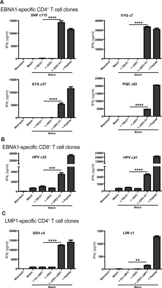 Figure 1. LCLs present DEC-205–targeted EBV antigens efficiently to T-cell clones of different peptide specificities and HLA restrictions. (A) HLA-matched (Match) LCLs for EBNA1-specific CD4+ T-cell clones of 4 different epitopes (SNP, VYG, KTS, and PQC) were incubated with medium, 1 μg/mL control Ig-EBNA1 (+ TIB-E1), αDEC-205 without EBNA1 fusion (+ αDEC), αDEC-205-EBNA1 (+ αDEC-E1) for 24 hours, or for 1 hour with epitope-specific peptide (+ Peptide). An HLA mismatched target LCL was also included into the analysis (Mismatch). T cells were incubated with these targets at an E/T ratio of 1:1. T-cell activity was determined after 18 hours by measuring IFNγ released into the supernatant. (B) As in panel A, T-cell responses of EBNA1-specific CD8+ T-cell clones, HPVc35 and HPVc41, were tested against LCLs incubated without or with αDEC-EBNA1. (C) HLA-matched (Match) LCLs for 2 LMP1-specific CD4+ T-cell clones were incubated with medium, 1 μg/mL control Ig-LMP1 (+ Ctr-LMP1), αDEC-205 without LMP1 fusion (+ αDEC), αDEC-205-LMP1 (+ αDEC-LMP1) for 24 hours, or for 1 hour with epitope-specific peptide (+ Peptide). T-cell activity was determined as in panel A. One representative experiment of 4 per T-cell clone is shown. Statistical analysis of all available data from 4 independent experiments was performed by Mann-Whitney test and P values are represented as **P < .01, ***P < .005, and ****P < .0001.