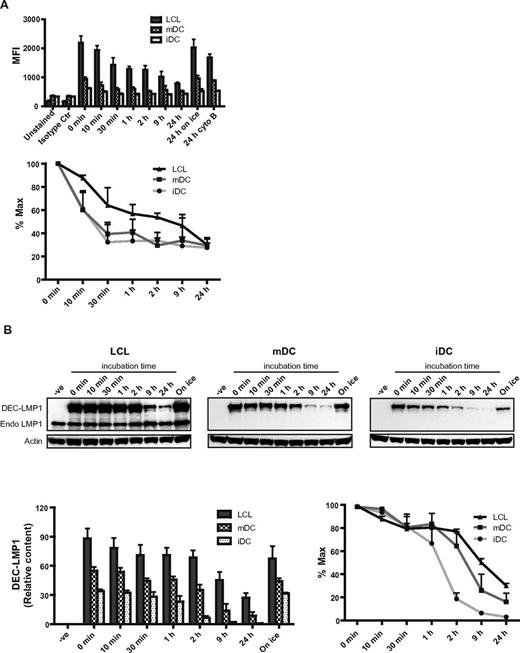 Figure 3. LCLs retain DEC-205–targeted antigen longer than DCs. (A) LCLs, mDCs, or iDCs were incubated with 1 μg/mL control Ig-EBNA1 or αDEC-205-EBNA1 on ice for 30 minutes. Cells were then washed and incubated at 37°C for the indicated time periods. As a control for internalization, cells were left on ice or incubated with 10μM cytochalasin B (cyto B) in addition to αDEC-205-EBNA1 pulsing. Cells were then stained with PE-conjugated anti-mouse antibody. Data are mean values plus SD from 3 independent experiments and relative internalization is shown as percent maximum. (B) LCLs, mDCs, or iDCs were incubated without (−ve) or with 4 μg/mL αDEC-205-LMP1 on ice for 30 minutes. Cells were then washed and incubated at 37°C or left on ice as a control. Cell samples were lysed at the indicated time points and frozen. Protein lysates were separated by SDS/PAGE, transferred to PVDF membranes for Western blotting, and probed with a LMP1-specific mAb. Blots were also probed for actin as a loading control. One representative blot of 3 experiments is shown; mean values plus SD of relative protein content and percentage maximum from 3 independent experiments are also shown.