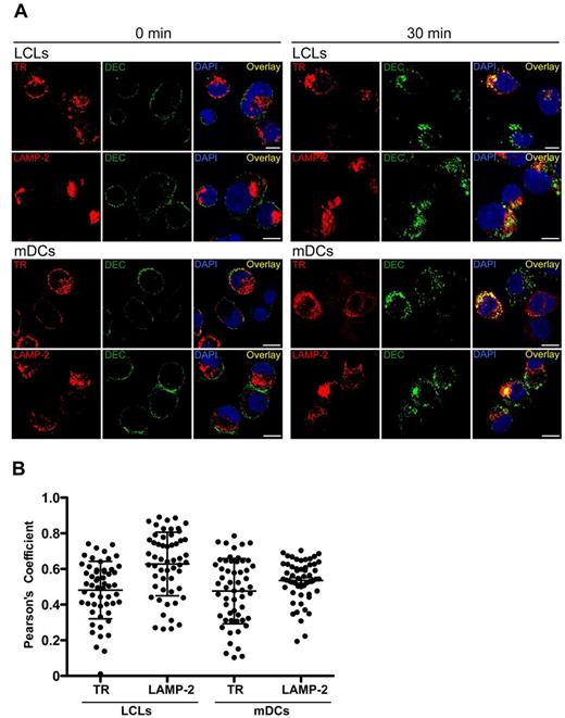 Figure 4. Intracellular localization of αDEC-205 in LCLs and mDCs. (A) LCLs and mDCs were incubated with αDEC-205, washed and incubated for 0 or 30 minutes at 37°C. Cells were then permeabilized, fixed, and stained with antibodies to transferrin receptor (TR) or lysosomal-associated membrane protein 2 (LAMP-2), αDEC-205 (DEC), and DAPI. Scale bars represent 5 μm. Representative cells from 1 experiment of 3 are shown. (B) Quantitative analysis for colocalization of αDEC-205 with TR and LAMP-2 in LCLs and mDCs loaded with αDEC-205 and incubated for 30 minutes at 37°C. Fifteen to 20 cells were analyzed from 1 independent experiment, data represent means from 50 to 60 cells from 3 experiments. Error bars indicate SD.