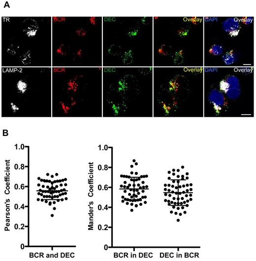 Figure 5. DEC-205 and B-cell receptor deliver antigens in LCLs with partial colocalization. LCLs were incubated with αDEC-205 and biotinylated F(ab′)2 anti-IgM Ab for 2 hours, washed, permeabilized, fixed, and stained with antibodies to transferrin receptor (TR) or lysosomal-associated membrane protein 2 (LAMP-2), αDEC-205 (DEC), αIgM (BCR), and DAPI. Scale bars represent 5 μm. Representative cells from 1 experiment of 3 are shown. (B) Quantitative analysis for colocalization of αDEC-205 (DEC) with αIgM (BCR) in LCLs incubated with αDEC-205 and αIgM for 30 minutes at 37°C. Fifteen to 20 cells were analyzed from 1 independent experiment, data represent means from 50 to 60 cells from 3 experiments. Error bars indicate SD.