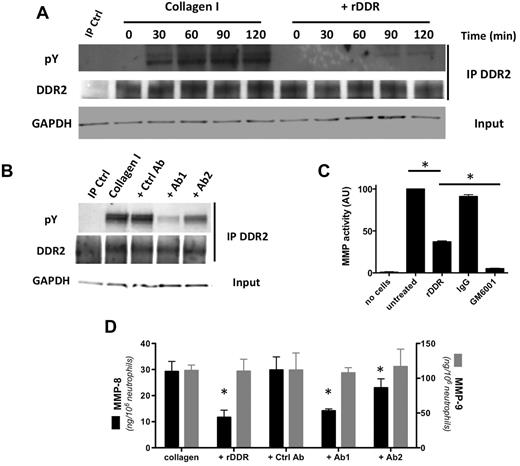 Figure 1. DDR2 is expressed and functional in human primary neutrophils. (A) DDR2 is phosphorylated upon activation by collagen I. Human primary neutrophils were cultured in the presence of collagen I (pretreated with or without rDDR). DDR2 was immunoprecipitated from cell lysates at different times of collagen treatment. Results are representative of 3 independent experiments. (B) DDR2 phosphorylation is inhibited by DDR2 blocking-antibodies. Human primary neutrophils were pretreated for 30 minutes with blocking DDR2 antibodies (50 μg/mL) and cultured in collagen I for 1 hour. DDR2 was immunoprecipitated from cell lysates. Results are representative of 3 independent experiments. (C) MMP secretion is amplified after DDR2 activation. Human primary neutrophils were embedded in collagen I (treated with or without rDDR) and stimulated with 500nM IL-8. The supernatant was collected and added to a solution of DQ collagen. The fluorescence generated by collagen hydrolysis was measured at 515 nm. The pan-MMP inhibitor GM6001 (25μM) was used as control. Results represent the data from 4 independent experiments. *P < .05; Friedman test; Dunn posthoc test. (D) MMP-8, but not MMP-9, secretion is amplified on DDR2 activation. Human primary neutrophils were embedded in collagen and stimulated with 500nM IL-8. DDR2 activity was inhibited either by collagen pretreatment with rDDR or with blocking DDR2 antibodies (pretreatment for 30 minutes). The levels or MMP-8 and MMP-9 in the supernatant were determined by ELISA. Results represent the data from 3 independent experiments. *P < .05; Friedman test; Dunn posthoc test.