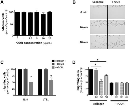 Figure 2. DDR2 regulates neutrophil migration in 3D. (A) Neutrophil adhesion to a collagen-coated surface is not altered by rDDR treatment Human primary neutrophils were plated on collagen I–coated surfaces (treated with or without rDDR) for 30 minutes under IL-8 stimulation. Results represent the relative percentage of adhering cells (average ± SEM) of 3 independent experiments. (B) DDR inhibition does not affect neutrophil migration in 2D. Neutrophil migration to 500nM IL-8 on a collagen I–coated surface (pretreated with or without rDDR) was measured in a EZ-Taxiscan assay. Images were taken every 30 seconds for 30 minutes; 0-, 10-, and 20-minute images are presented. Also see supplemental Video 1. Results are representative of 3 independent experiments. Quantification is presented in supplemental Figure 2A. (C) rDDR treatment inhibits neutrophil migration through collagen-coated Transwells. Migration of human primary neutrophils to 500nM IL-8 or 1μM LTB4 through collagen I–coated Transwells (pretreated of not with rDDR) was determined after 6 hours. Results represent the relative percentage of migrating cells after treatment (average ± SEM) of 4 independent experiments. *P < .05, Friedman test; Dunn posthoc test. (D) Neutrophil treatment with DDR2-blocking antibodies inhibits neutrophil migration through collagen-coated Transwells. Human primary neutrophils were pretreated for 30 minutes with blocking antibodies (or a control antibody). The number of neutrophils migrating to 500nM IL-8 through collagen I–coated Transwells (pretreated with or without rDDR) was determined after 6 hours. Results represent the relative percentage of migrating cells after treatment (average ± SEM) of 4 independent experiments. *P < .05, Friedman test; Dunn posthoc test.