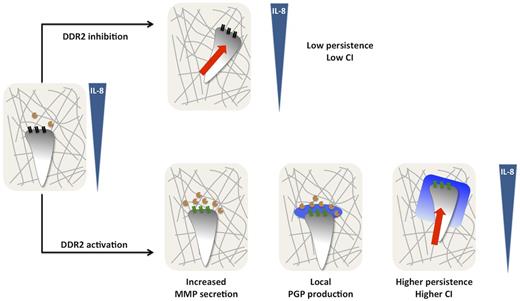 Figure 6. Model depicting DDR2 regulation of neutrophil chemotaxis in a 3D collagen matrix. In response to a gradient of IL-8, neutrophils embedded in collagen (gray lines) release low levels of MMPs (orange circles) and migrate with a low persistence. After DDR2 activation (depicted by the change from black to green), MMP release, mainly MMP-8, is increased resulting in substantial cleavage of collagen and generation of PGP-containing peptides, which are further processed into PGP by PE (blue halo). As a consequence, a local gradient of PGP is produced stabilizing neutrophil persistence and directionality.