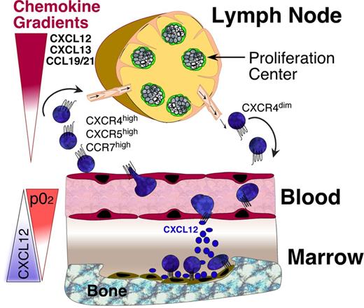 Figure 1. CLL cell trafficking and tissue homing. CLL cells circulate in the peripheral blood, where they become attracted into the lymph nodes and bone marrow by chemokine gradients established by tissue stromal cells. Critical chemokines for lymph node homing are CXCL12, CXCL13, and CCL19/21, which bind to CXCR4, CXCR5, and CCR7 chemokine receptors on CLL cells, respectively. The CXCR4-CXCL12 axis is the predominant factor for marrow homing, and CXCL12 tissue expression is regulated by oxygen tension, as indicated by the triangles. Expression levels of CXCR4 on blood CLL cells can be used to distinguish CLL cells that are on their way into the tissues (CXCR4 high) versus CLL cells that recently have exited the tissues (CXCR4 dim). CLL adhesion molecules (integrins, selectins, CD44) co-operate with chemokine receptors during tissue homing. Pharmacologic inhibition of these homing mechanisms interferes with 2 distinct events: first, it leads to exit of tissue CLL cells into the blood, causing an increase in lymphocytosis. Second, this also causes inhibition of recirculation of blood CLL cells into the tissues.