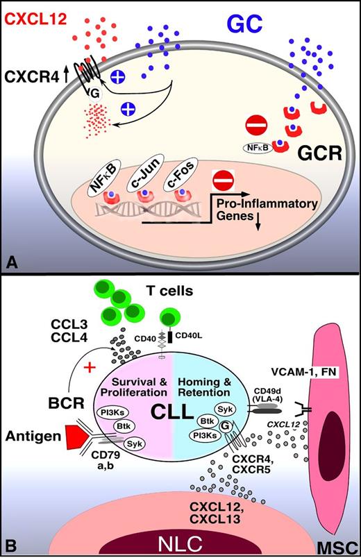Figure 2. Mechanism of GCs and BCR signaling inhibitors in CLL. (A) GCs inhibit transcription-dependent and -independent lymphocyte activation. Related to lymphocyte redistribution, GCs can up-regulate CXCR4 expression and signaling in normal T cells, thereby enhancing T-cell homing to the marrow. The mechanism of lymphocyte redistribution in CLL is currently unknown, but likely also is attributable to interference with homing mechanism. Besides effects on lymphocyte migration and homing, GCs bind to GCR in the cytosol, displacing heat-shock protein 90. GC-GCR complexes move into the nucleus, where they interfere with transcription. They also initiate transcription and translation of proteins, for example, of inhibitor of NF-κB (IκB). IκB then sequesters NF-κB. In addition, GC-GCR complexes can directly interact with NF-κB to suppress cytokine production. How these GCs mechanisms apply to CLL survival and proliferation is currently unknown. (B) Molecular interactions between CLL and stromal cells in the marrow and/or lymphoid tissue microenvironments and how these relate to BCR signaling and BCR-associated kinases (SYK, BTK, PI3K, modified after Figure 2 in Burger et al2). BCR-associated kinases can influence CLL cell survival and proliferation (left) and CLL cell homing and retention in the tissues (right). Contact between CLL cells and NLC or mesenchymal stromal cells (MSC) is established and maintained by chemokine receptors and adhesion molecules expressed on CLL cells. NLCs express the chemokines CXCL12 and CXCL13, whereas MSCs predominantly express CXCL12. NLCs and MSCs attract CLL cells via the G-protein–coupled chemokine receptors CXCR4 and CXCR5, which are expressed at high levels on CLL cells. Integrins, particularly VLA-4 integrins (CD49d), expressed on the surface of CLL cells co-operate with chemokine receptors in establishing cell-cell adhesion through respective ligands on the stromal cells (VCAM-1 and fibronectin/FN). SYK, BTK, and PI3Ks are involved in chemokine receptor and adhesion molecule signaling in normal B cells89 and CLL cells.18 The clinical responses to small molecule antagonists to each of these kinases are characterized by “mobilization” of tissue-resident CLL cells into the blood, which indicates an important role of these kinases for CLL tissue homing and retention, as indicated in the diagram. Self and/or environmental antigens are considered a key factor in activation and expansion of the CLL clone. The nature and source of antigens and its mode of presentation to CLL cells are largely unknown. Stimulation of the BCR complex (BCR and CD79a,b) induces downstream signaling by recruitment and activation of SYK, BTK, and PI3Ks. Finally, BCR activation causes CLL cells to secrete high levels of the chemokines CCL3 and CCL4, which are potent T-cell attractants.