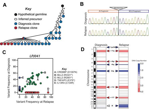 Figure 4. Relapse emanating from a progressed tumor clone in LPJ041. (A) Molecular cloning of productively rearranged Ig heavy-chain genes show a clonal relationship between the diagnosis and relapse specimen in LPJ041. Fifty-five unique clones were sequenced from the diagnostic specimen (blue), and 43 from the relapse specimen (red). Forty percent of the clones from the diagnostic specimen and 74% of the clones from the relapse specimen shared identical IgHV sequences (indicated by red/blue split). This was the closest sequence to the germ-line identified in the relapse specimen, indicating that the relapse emanated from an evolved tumor clone. Each arrowed line represents a single nucleotide substitution, with numbers representing additional substitutions. (B) Sanger sequencing showed identical t(14;18)(q32;q21) breakpoints in the diagnostic and relapse specimen for LPJ041. Four clones were sequenced from each of the diagnostic and relapse specimens and the breakpoint established by alignment of the sequences with the human genome consensus. (C) Comparison of variant frequencies in diagnostic and relapse specimens for LPJ041 showed the maintenance of the majority of mutations in the relapse that were detected within the diagnostic specimen (green), including 2 mutations in MLL2 that were variably represented in diagnostic subpopulations and a mutation in CREBBP that was uniformly represented at diagnosis. The relapse sample lost a subset of mutations that were identified in the diagnostic specimen (blue), and acquired other mutation that were not detected in the diagnostic specimen (red), including a premature stop codon in TNFAIP3. All highlighted mutations have been validated by Sanger sequencing. (D) Comparison of DNA copy number alterations in diagnostic and relapse specimens of LPJ041 show detectable DNA copy number gains (red) and losses (blue) that are maintained from diagnosis to relapse. The relapse acquires an additional major abnormality, loss of chromosome X.