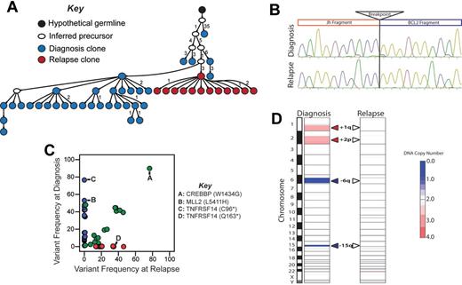 Figure 5. Relapse emanating from an early precursor clone in LPJ128. (A) Molecular cloning of productively rearranged Ig heavy-chain genes showed identical VDJ breakpoints for the diagnostic and relapse specimens of LPJ128, indicating clonal origin. Seventy-four clones were sequenced from the diagnostic specimen (blue), and 43 from the relapse (red). The sequences obtained from the relapse specimen clones were unique from those obtained from the diagnostic specimen clones, and indicated that the relapse emanated from an early tumor precursor clone. Each arrowed line represents a single nucleotide substitution, with numbers representing additional substitutions. (B) Sanger sequencing showed identical t(14;18)(q32;q21) breakpoints in the diagnostic and relapse specimen for LPJ128, indicating that this is an early event. Four clones were sequenced from each of the diagnostic and relapse specimens and the breakpoint established by alignment of the sequences with the human genome consensus. (C) Comparison of variant frequencies in diagnostic and relapse specimens for LPJ128 showed mutations that the relapse specimen loses the majority of mutations in the relapse that were detected in the diagnostic specimen (blue), including mutations in MLL2 and TNFRSF14 that were variably represented in diagnostic subpopulations. A subset of mutations that were uniformly represented in the diagnostic specimen, including that in CREBBP, were maintained at relapse (green). The relapse also acquired additional mutations (red), including a unique TNFRSF14 mutation after loss of the mutation in the diagnostic specimen. All highlighted mutations were validated by Sanger sequencing. (D) Comparison of DNA copy number alterations in diagnostic and relapse specimens of LPJ128 show detectable DNA copy number gains (red) and losses (blue) that are all lost from diagnosis to relapse.