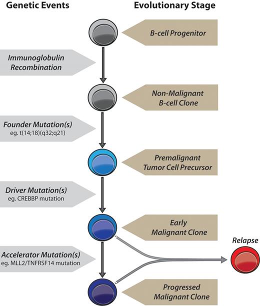 Figure 6. A model of genetic evolution of FL. A normal B-cell undergoes immunoglobulin recombination, followed by acquisition of the t(14;18)(q32;q21) founder IGH-BCL2 translocation yielding a premalignant tumor cell precursor, detectable in the majority of older adults in the absence of tumors.16 This precursor acquires 1 or more driver mutations, such as in CREBBP, yielding an early malignant clone. Accelerator mutations are then acquired, such as those in MLL2 and/or TNFRSF14, resulting in a progressed malignant clone with a selective advantage that yields clinical disease. Relapses may originate from either an early malignant clone as in patient LPJ128 (Figure 5), and therefore possess only founder and driver mutations, or from a progressed malignant clone as in patient LPJ041 (Figure 4), and therefore possess a full repertoire of founder, driver and accelerator mutations.
