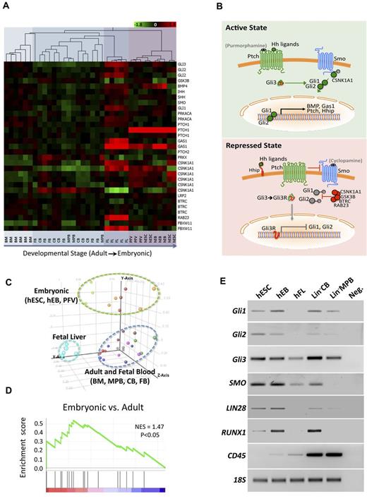 Figure 1. Analysis of Hh pathway member expression in different hematopoietic developmental stages. (A) Affymetrix U133A arrays were normalized across samples and hierarchical clustering of Hh pathway genes using the Pearson correlation was performed, demonstrating an increased expression in earlier developmental stages. (B) Schematic of Hh signaling indicating genes identified by expression array analysis and small molecules used to agonize (puromorphamine) or antagonize (cyclopamine) the pathway. Green coloring is used for stimulatory and red is used for repressive proteins and processes. Gli3 is shown as a composite because it functions in both stimulating and repressing the pathway. (C) PCA was used to generate unbiased groupings of arrays, which demonstrated clustering based on developmental stage. (D) GSEA shows statistical significance (P < .05) for augmented expression of Hh pathway members in embryonic versus fetal, neonatal, and adult samples. (E) PCR (30-40 cycles) confirming higher expression of the Hh pathway members Gli1/2/3 and SMO at early developmental stages. LIN28 serves as a positive control for early ontogeny, RUNX1 for hematopoietic progenitors, CD45 for later hematopoietic differentiation, and 18S rRNA as a loading control. hFL indicates human fetal liver; hFB, fetal blood; MPB, human mobilized peripheral blood, and CB, human cord blood. All somatic sources except FL were lineage depleted (Lin−).