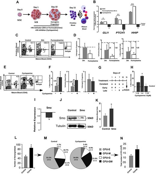 Figure 2. Cyclopamine increases blood differentiation in hEBs and favors adult hematopoiesis. (A) Schematic representation of the hEB differentiation system and treatment with cyclopamine, Shh, or purmorphamine. (B) Activation of the Hh pathway by Shh or purmorphamine results in a strong induction of Gli1, Ptch, and Hhip expression, in contrast to the down-regulation shown after the inhibition of the pathway mediated by cyclopamine. (C) Representative flow cytometry data of the hematopoietic differentiation at day 15 of hEB differentiation after Shh or purmorphamine treatment showing inhibition of hEB-derived hematopoiesis. (D) Reduction in the percentage of mature blood cells (CD45+) and primitive blood cells (CD34+/45+), but not in hemogenic progenitors (CD45−PFV) after Shh or purmorphamine treatment. (E) Representative flow cytometry data of hematopoietic differentiation at day 15 of hEB differentiation after DMSO (control) or cyclopamine treatment showing inhibition of hEB-derived hematopoiesis. (F) Reduction in the percentage of mature blood cells (CD45+) and primitive blood cells (CD34+/45+), but not in hemogenic progenitors (CD45−PFV) after control or cyclopamine treatment. (G-H) Treatment schema (G) and percentage of mature blood cells (H) after constant, early, and late cyclopamine treatment relative to control-treated hEBs (dashed line). Early inhibition of the Hh pathway significantly increases hematopoietic differentiation compared with all other combinations. (I) Inhibition of the Hh pathway by siRNA directed against Smo with a 30% reduction of Smo expression in hEBs on day 2 after the Smo-siRNA transfection. (J) Western-blot showing a reduction in Smo protein in hEBs at day 4 after Smo-siRNA transfection. (K) Increase in the percentage of mature blood cells at day 15 after Smo-siRNA transfection. (L) Number of hemangioblast colonies is increased on cyclopamine treatment compared with control. (M) Pie charts representing the number of individual CFU types generated from control and cyclopamine-treated cells. (N) An increase in total number of CFUs is observed from equal starting numbers of control or cyclopamine-treated hemangioblasts. *P < .05; **P < .01.