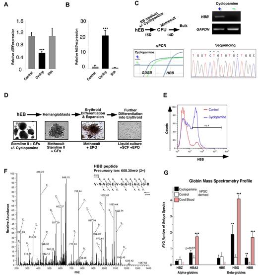 Figure 3. Cyclopamine treatment induces expression of definitive hematopoietic markers. (A-B) qPCR analysis of CD45+ cells sorted from control, cyclopamine-treated, and Shh-treated hEBs demonstrated a significant increase in HBB and lowered HBE on Hh inhibition. (C) hEBs grown in the presence or absence of cyclopamine at days 1-4 were plated into CFU assays and analyzed for HBB expression at day 15. HBB was augmented in bulk CFUs from cyclopamine-treated hEBs only. β-glucuronidase (GUSB) and GAPDH served as control genes. Bottom right: sequencing was used as a means to verify product specificity. Asterisks (*) present in a representative stretch of 16 bases indicate unique nucleotides present in HBB only; lack of any double sequence indicates amplicon purity. (D) Schematic representation of the protocol followed to derive erythroid cells from hEBs (“hemangioblast assay”). (E) Presence of anti-HBB immunoreactivity in control and cyclopamine treatment by flow cytometry. (F) Representative spectrum for HBB identified in cyclopamine-treated samples only. (G) Summary of globin hits relative to control β-actin in cyclopamine-treated versus control samples. Cord blood samples, run in parallel as a comparative control for developmental stage, are shown. A significant increase in HBG- and HBB-specific peptides was observed in cyclopamine-treated samples relative to paired hPSC-derived controls. **P < .01; ***P < .001.