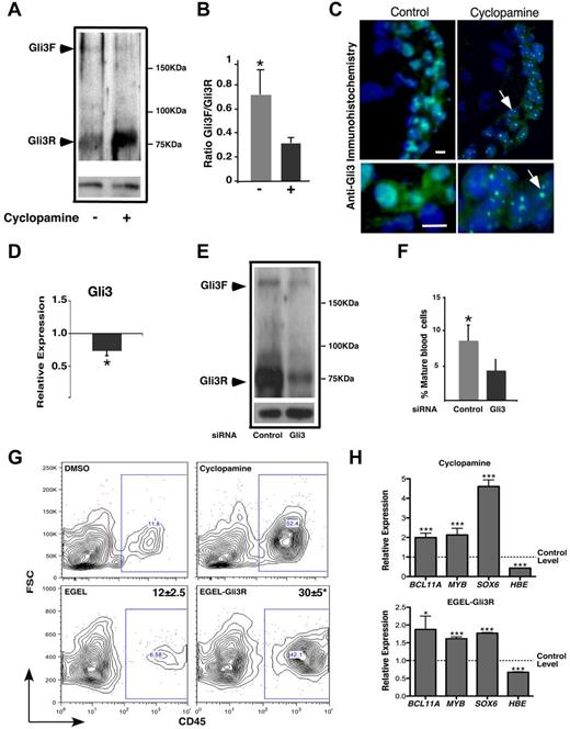 Figure 4. Gli3 repressor mediates the effect of cyclopamine in hEB-derived hematopoiesis. (A) Western blot for Gli3 showing the full-length (Gli3F) and the Gli3 repressor (Gli3R) forms. In cyclopamine-treated hEBs, the majority of the protein was processed to the shorter Gli3R form. (B) Gli3F: Gli3R ratio demonstrating the processing of protein to the Gli3R form after cyclopamine treatment. (C) Immunostaining for Gli3 in frozen sections from day 5 hEBs showing that cyclopamine treatment induces focal nuclear localization of Gli3. Scale bars indicate 10 μm. (D) Down-regulation of the Gli3 transcript 2 days after Gli3 siRNA transfection. (E) Western blot for Gli3 showing a reduction in the Gli3F and the Gli3R forms at day 4 after transfection. (F) Reduction of mature blood cells (%CD45+) 15 days after transfection. (G) EBs treated with cyclopamine (left) or transfected at ES and EB stages with Gli3R expression vectors exhibit similar increases in CD45+ blood cells. (H) Cyclopamine-treated and Gli3R-overexpressing cells also have augmented expression of the transcription factors Sox6, Bcl11A, and Myb, which are associated with definitive erythropoiesis. Suppression of embryonic HBE globin transcription is also apparent. Bottom panels for A and E are anti-tubulin loading controls. *P < .05; ***P < .001.