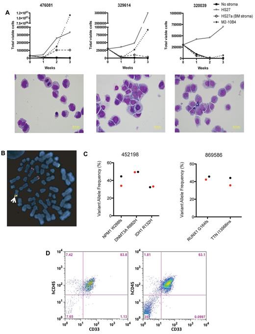 Figure 1. In vitro expansion of human AML cells. (A) Growth curves (top panels) and morphology (bottom panels) of primary AML cells plated on different stromal cells for 3 weeks. All cells were grown in the presence of human IL3, IL6, SCF, TPO, and FLT3 ligand. (B) Metaphase fluorescence in situ hybridization (FISH) for MLL rearrangement on UPN 410324 after 1 week of stromal coculture with a dual-color break apart probe, showing 1 normal 11q23 locus (yellow, arrow) and a typical rearrangement (separate red and green), as well as an extra 3′ MLL signal (red). This pattern was seen in 100 of 100 cells, and the identical rearrangement pattern was seen at the time of diagnosis. (C) Identification of AML-specific mutations in 2 primary AML samples. Shown are the variant allele frequencies at day 0 (black) and after 7 days of culture on HS27 stroma (red). (D) Engraftment of UPN 476081 at 16 weeks in the bone marrow of NSG mice after 2 weeks of growth on HS27 (right), compared with 476081 after overnight culture (left).