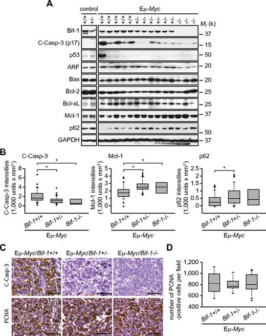 Figure 2. Bif-1 haploinsufficiency up-regulates Mcl-1 expression and suppresses caspase-3 activation in Eμ-Myc–induced tumors. Lymphomatous axillary lymph nodes were extirpated from each Eμ-Myc–transgenic mouse at the onset of disease. (A) Tissue lysates were prepared using a Tissuemiser homogenizer and analyzed by immunoblotting using the indicated antibodies. Representative blots of Eμ-Myc/Bif-1+/+ (n = 37), Eμ-Myc/Bif-1+/− (n = 38), and Eμ-Myc/Bif-1−/− (n = 8) tumors in addition to control Bif-1+/+ and Bif-1+/− lymph nodes are shown. (B) The intensity of cleaved-Caspase-3 (C-Casp-3, p17), Mcl-1, and p62 were quantified by densitometry using Quantity One software and are shown as a box plot. To compare the signal intensities between the different gels, the intensity of each blot was adjusted to the value of untreated wild-type mouse embryonic fibroblast lysates, which were loaded on every gel. Statistical significance was determined using 2-way ANOVA followed by the Scheffe posthoc test. *P < .05. (C-D) Tissues subjected to immunohistochemical analyses using the indicated antibodies. The number of proliferating cell nuclear antigen (PCNA)–positive cells per field (400×) was counted using a light microscope and is shown as a box plot in panel D. A total of 7451, 7251, and 9947 PCNA+ cells were counted from 3 Eμ-Myc/Bif-1+/+, 3 Eμ-Myc/Bif-1+/−, and 4 Eμ-Myc/Bif-1−/− mice, respectively.
