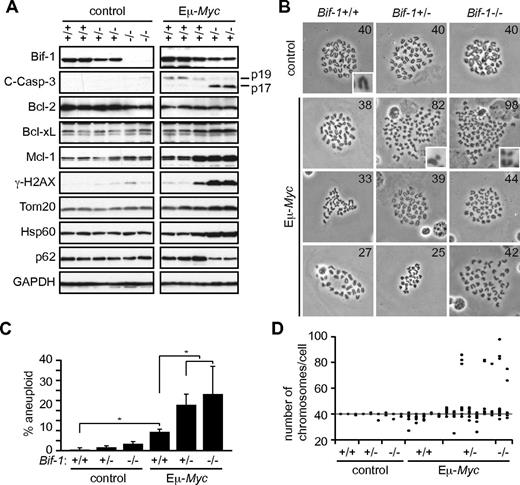 Figure 3. Bif-1 haploinsufficiency promotes Myc-induced genomic instability in prelymphomatous splenocytes. Spleens were isolated from 9-week-old prelymphomatous Eμ-Myc–transgenic and age-matched control mice with the indicated Bif-1 alleles. (A) Tissue lysates were subjected to immunoblot analyses using the indicated antibodies. (B-C) The karyotypes of Bif-1+/+ (n = 151 from 3 mice), Bif-1+/− (n = 153 from 3 mice), Bif-1−/− (n = 154 from 3 mice), Eμ-Myc/Bif-1+/+ (n = 268 from 5 mice), Eμ-Myc/Bif-1+/− (n = 384 from 7 mice), and Eμ-Myc/Bif-1−/− (n = 127 from 2 mice) splenocytes were analyzed. At least 50 metaphases were evaluated for each mouse. Representative images and magnified images of chromosomes are shown in panel B and the insets in panel B, respectively. The percentage of aneuploidy and the number of chromosomes per cell are shown in panels C (mean ± SD) and D, respectively. Statistical significance was determined using a Wilcoxon rank-sum test with continuity correction. *P < .01.