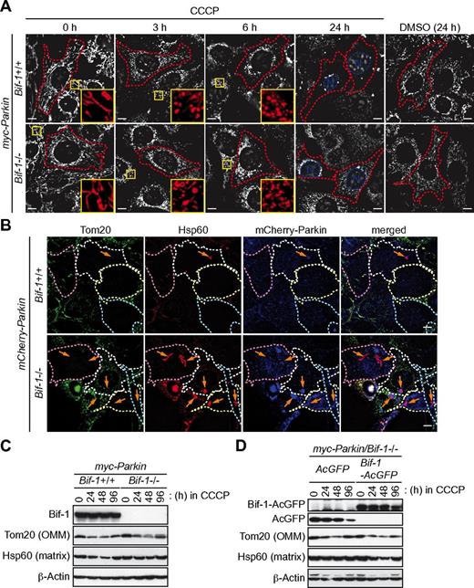 Figure 5. Loss of Bif-1 suppresses mitophagy. Bif-1+/+ and Bif-1−/− mouse embryonic fibroblasts were transduced with lentiviruses encoding myc-Parkin or mCherry-Parkin and selected with puromycin for 5 days. (A) The resultant stable clones were prestained with MitoTracker CMTMRos, treated with 30μM CCCP or control DMSO for the indicated periods of time, and analyzed by fluorescent microscopy. Magnified images are shown in the insets. (B) Cells were treated with 30μM CCCP for 0, 6, and 24 hours and immunostained for Tom20 and Hsp60. Data shown are representative of the 24-hour time point; images at the 0- and 6-hour time points are shown in supplemental Figure 2. Arrows represent Hsp60+ and Tom20− structures. (C-D) Cells treated with 30μM CCCP for the indicated periods of time were subjected to immunoblot analysis using the indicated antibodies. The scale bars in panels A and B represent 10 μm.