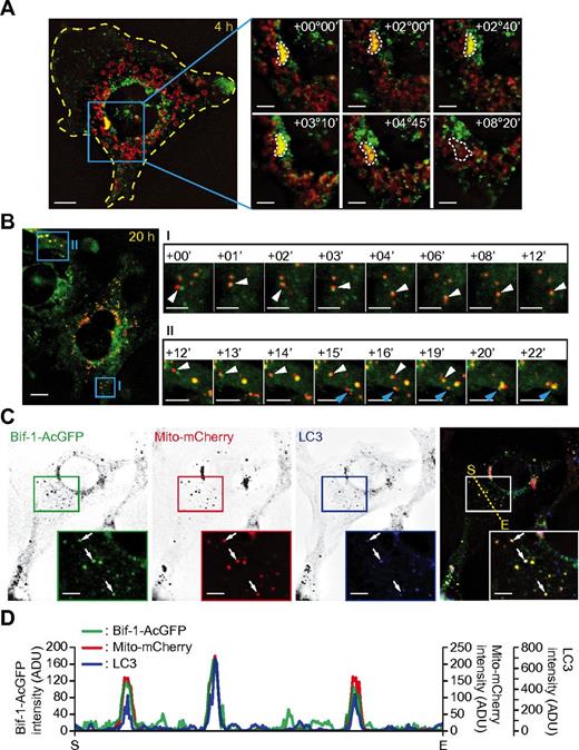 Figure 6. CCCP induces Bif-1 and LC3 translocation to fragmented mitochondria. myc-Parkin/Bif-1−/− mouse embryonic fibroblasts were transduced with lentiviruses encoding Bif-1–AcGFP and Mito-mCherry. (A-B) The cells were treated with 30μM CCCP for 4 hours (A) or 20 hours (B) and then analyzed by time-lapse fluorescent microscopy at 5-minute (A) or 1-minute (B) intervals. The time stamps delineate the incubation time periods in hours (°) and minutes (′) after the initiation of time-lapse imaging. (C) Cells treated with 30μM CCCP for 20 hours, immunostained for LC3, and analyzed by fluorescence deconvolution microscopy. Magnified images are shown in the insets. Arrows indicate colocalization of Bif-1–AcGFP, Mito-mCherry, and LC3. (D) The fluorescence intensities along the dotted line in panel D were quantified using SlideBook Version 5.0 software. The values of the vertical axis represent fluorescence intensity units (ADU). The horizontal axis represents distance (S indicates start point; and E, end point). The scale bars represent 10 μm in the left panels in panels A and B and 5 μm in the right panels of time-lapse images in panels A through C.