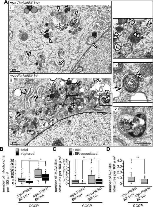 Figure 7. Bif-1 plays a key role in the maturation of nascent autophagosomes during mitophagy. myc-Parkin–expressing mouse embryonic fibroblasts were treated with 30μM CCCP for 24 hours and subjected to electron microscopic analysis. (A) Representative images of Bif-1 wild-type and Bif-1–deficient cells are shown in subpanels i and ii. OMM-ruptured or OMM-preserved fragmented mitochondria that were closely associated with an isolation membrane are shown in subpanels iii and iv. An Avd-like structure observed in Bif-1–deficient cells is shown in subpanel v. Black arrowheads and arrows indicate endoplasmic reticulum (ER) membranes and ER-associated IMs, respectively. Open arrowheads, double-arrowheads, and arrows indicate Avd-like structures, fragmented mitochondria, and Avi-like structures, respectively. The scale bars represent 1 μm in subpanels i and ii and 0.5 μm in subpanels iii through v. The number of ruptured mitochondria and total mitochondria (OMM-ruptured and OMM-preserved; B), ER-associated IM/Avi-like structures and total IM/Avi-like structures (ER-associated and ER-nonassociated; C), and Avd-like structures (D) per cell were counted, normalized with cytoplasmic area (100 μm2) and are shown as box plots. The lines, boxes, and error bars represent median values, 25-75 percentiles, and 10-90 percentiles, respectively. Statistical significance was determined using a Wilcoxon rank-sum test with continuity correction. *P < .0001; **P = .0227 in panel C and P = .0018 in panel D.