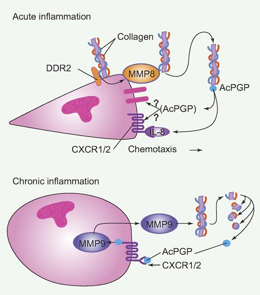 Schematic of Discoidin domain receptor 2 (DDR2) and matrix metalloproteinase (MMP) function during acute and chronic inflammation. During acute inflammation, DDR2 on the surface of neutrophils binds to collagen resulting in the secretion of MMP-8, that processes collagen into N-acetyl Pro-Gly-Pro (Ac-PGP). Ac-PGP binds surface receptors and stabilizes chemoattracant (IL-8)–mediated chemotaxis. During chronic inflammation, neutrophils produce MMP-9 that generates Ac-PGP from collagen and Ac-PGP binds to surface receptors, including CXCR1/2 receptors, leading to more MMP-9 and chronic inflammation. Professional illustration by Paulette Dennis.