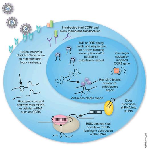 Inhibitory agents used in HIV hematopoietic cell gene therapy trials. Reprinted from Rossi et al4 with permission.